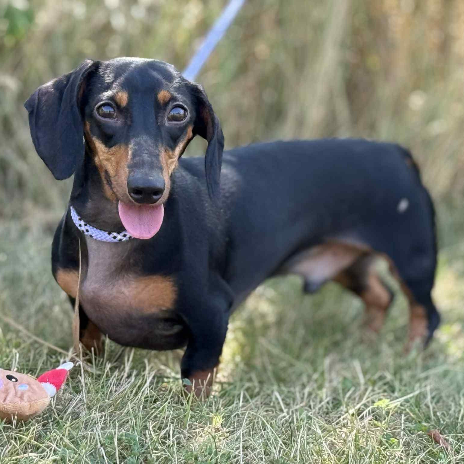 Flash, Adoptable, Young Male Miniature Dachshund.