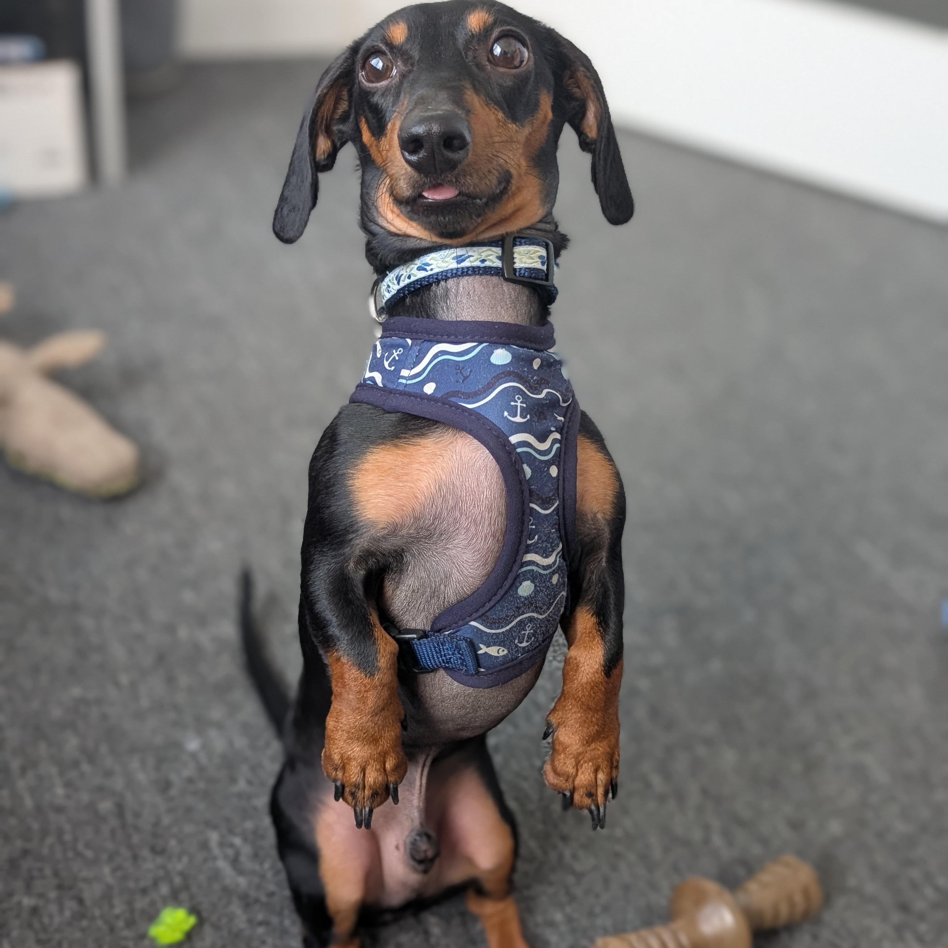 Flash, a Adoptable Miniature Dachshund in Scarborough, ON image 2/6
