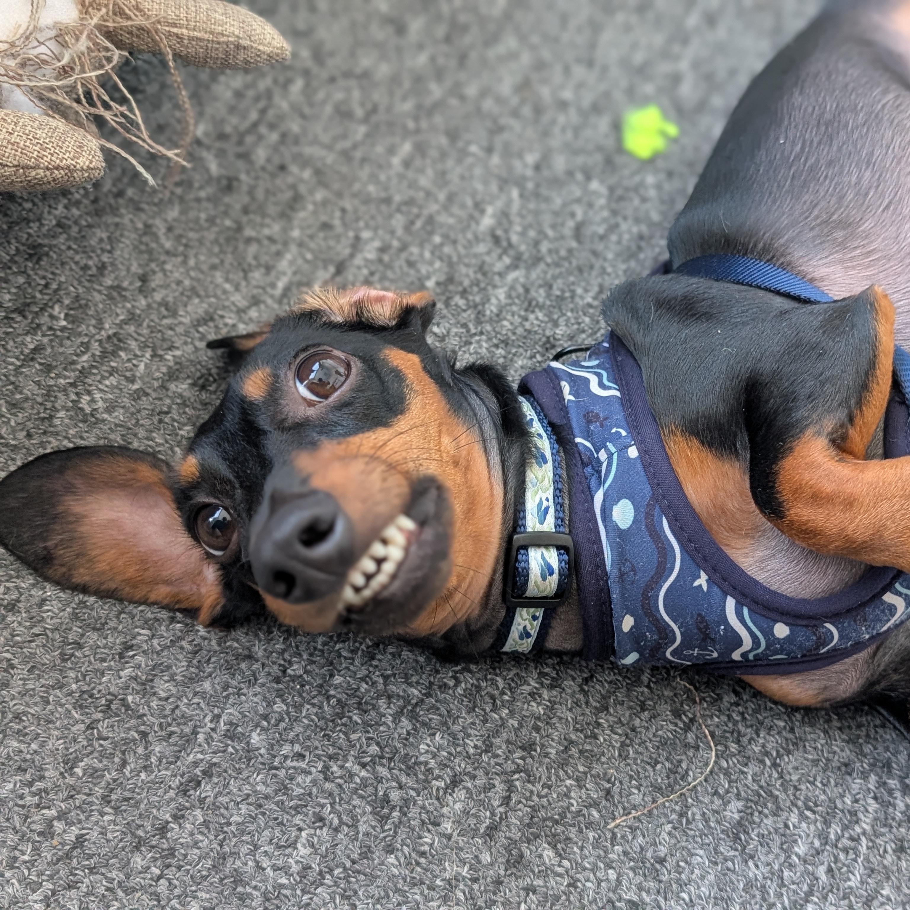 Flash, a Adoptable Miniature Dachshund in Scarborough, ON image 5/6