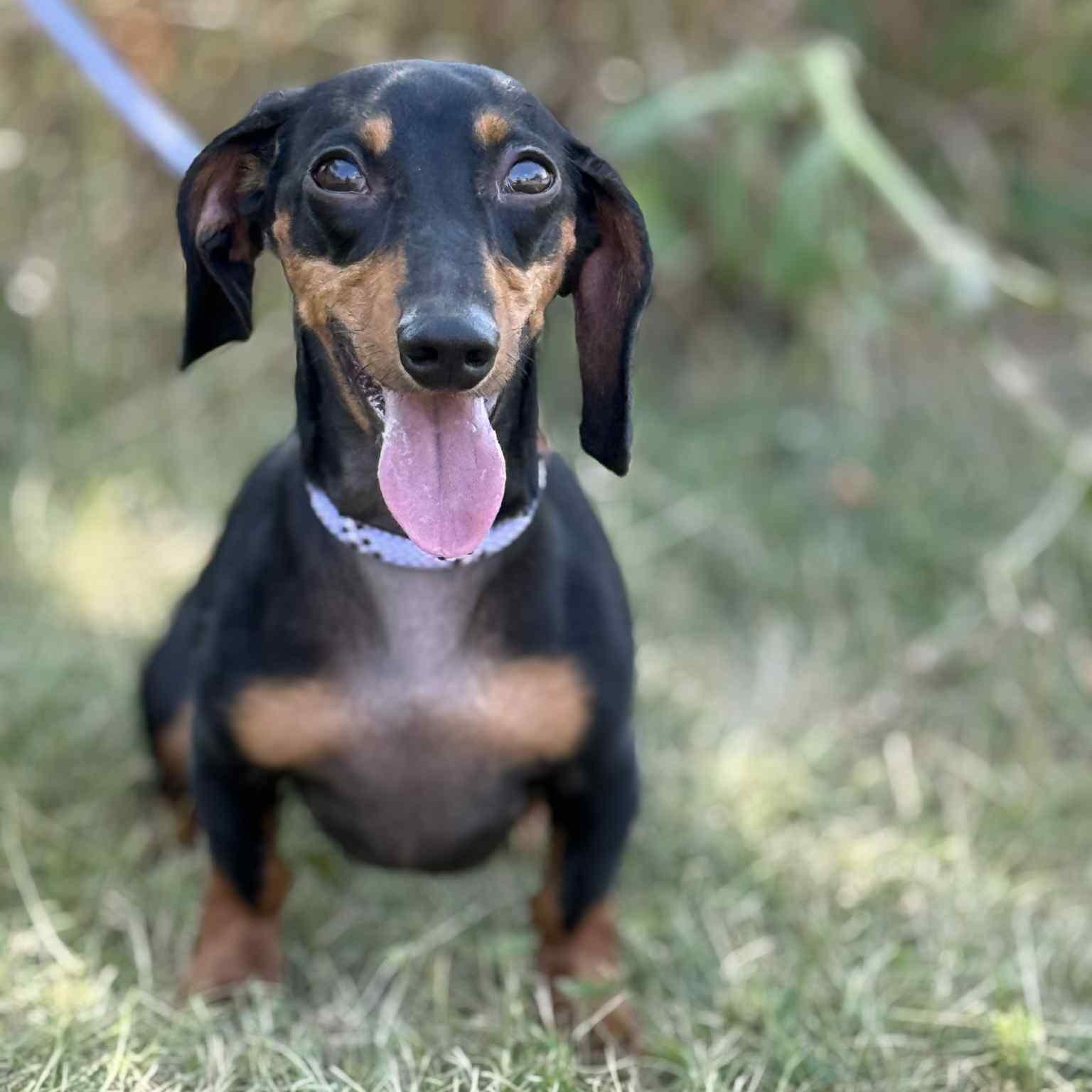 Flash, a Adoptable Miniature Dachshund in Scarborough, ON image 4/6