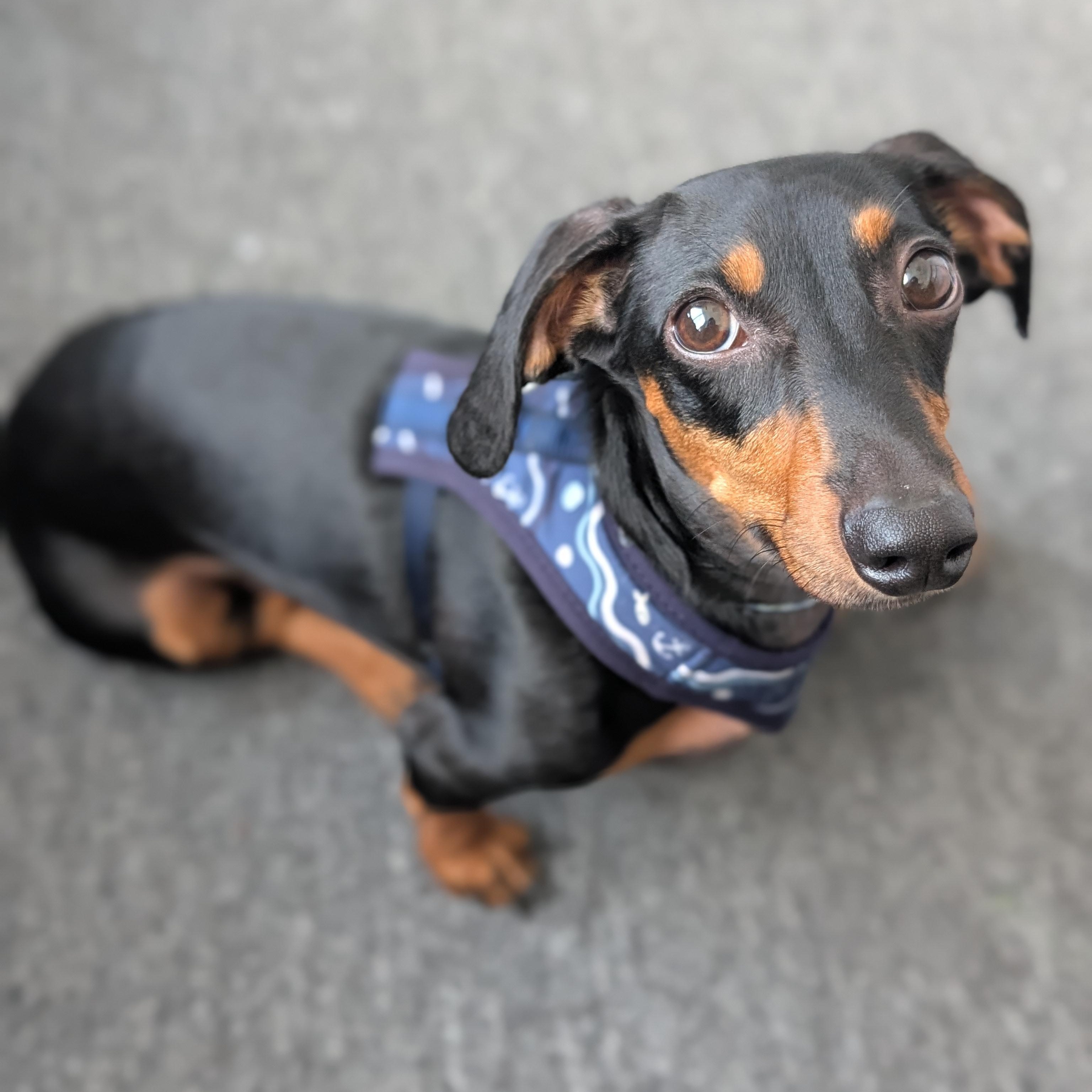 Flash, a Adoptable Miniature Dachshund in Scarborough, ON image 3/6