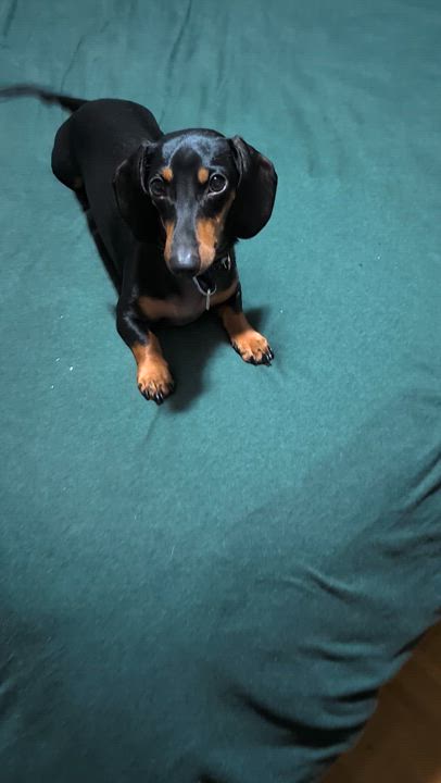 Enlarge Flash, a Adoptable Miniature Dachshund in Scarborough, ON video 6/6