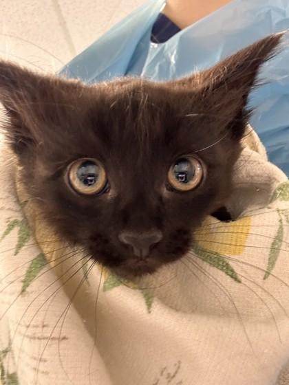 Enlarge Dutch, a Adoptable mixed breed in Roseville, CA image 1/1