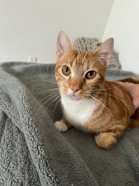 Milo 2, a Adopted mixed breed in San Diego, CA image 2/6