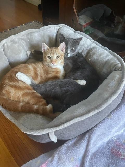 Milo 2, Adopted, Young Male Domestic Short Hair & Tabby.