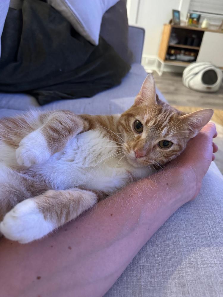 Enlarge Milo 2, a Adopted mixed breed in San Diego, CA image 3/4