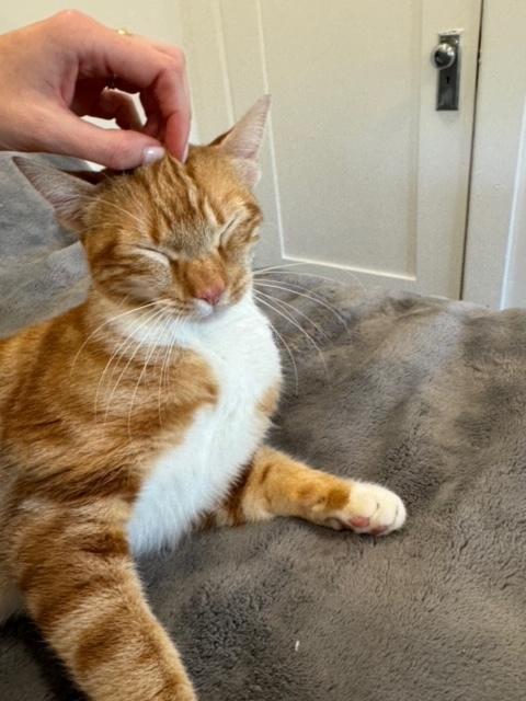 Enlarge Milo 2, a Adopted mixed breed in San Diego, CA image 4/4