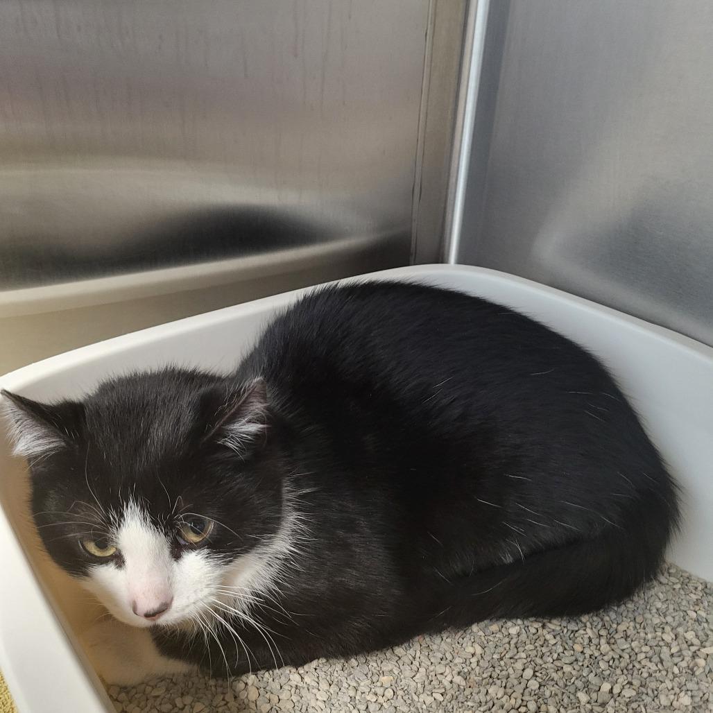 Dino, Adoptable, Young Male Domestic Short Hair.