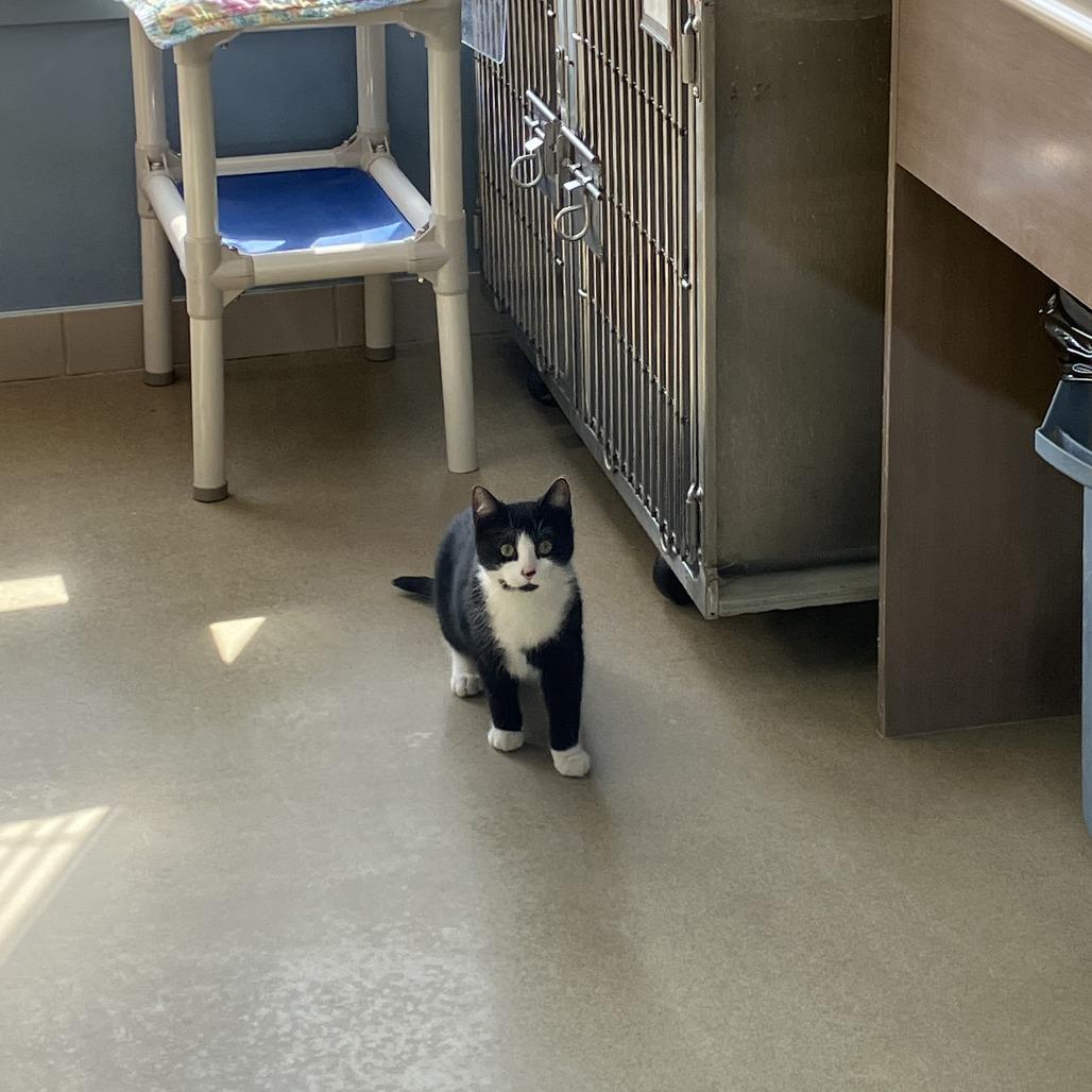 Enlarge Dino, a Adoptable Domestic Short Hair in Burlington, ON image 2/2