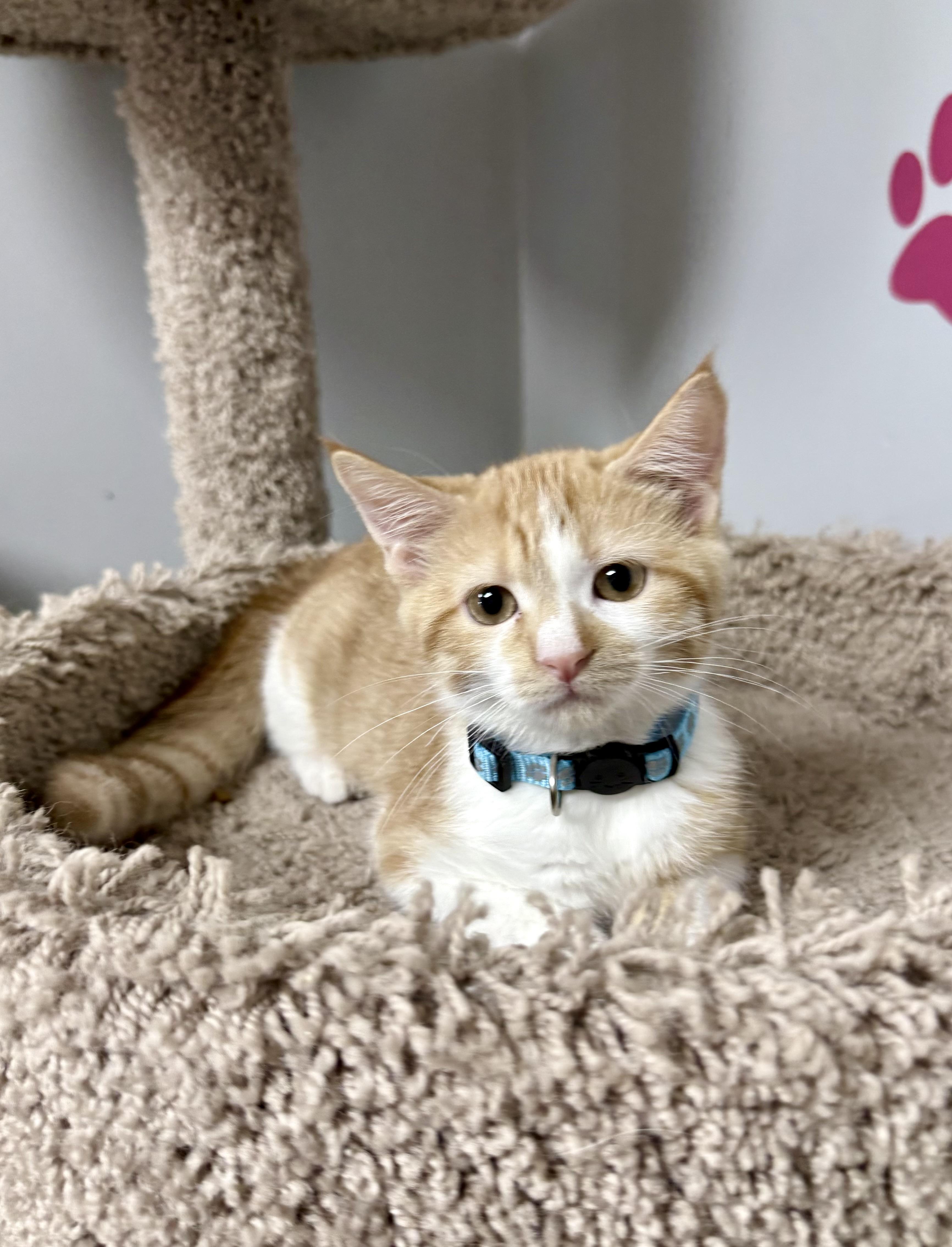 Sunny, Adoptable, Young Male Domestic Short Hair.