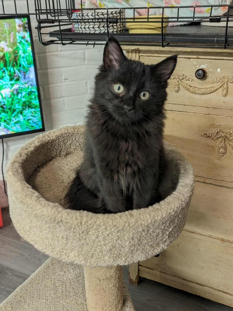 Ink, Adoptable, Kitten Male Domestic Short Hair.