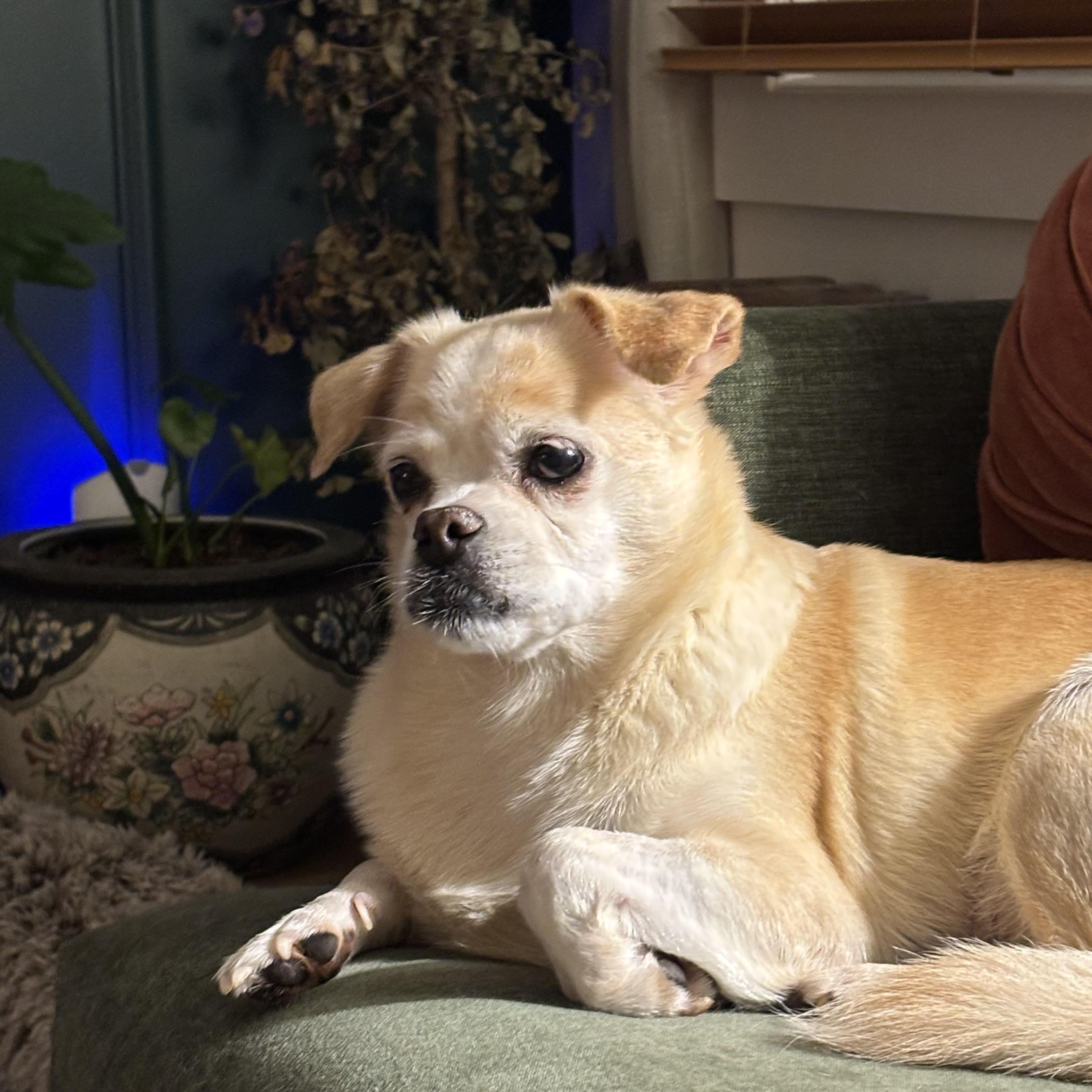 Muffin, Adoptable, Senior Female Mixed Breed.