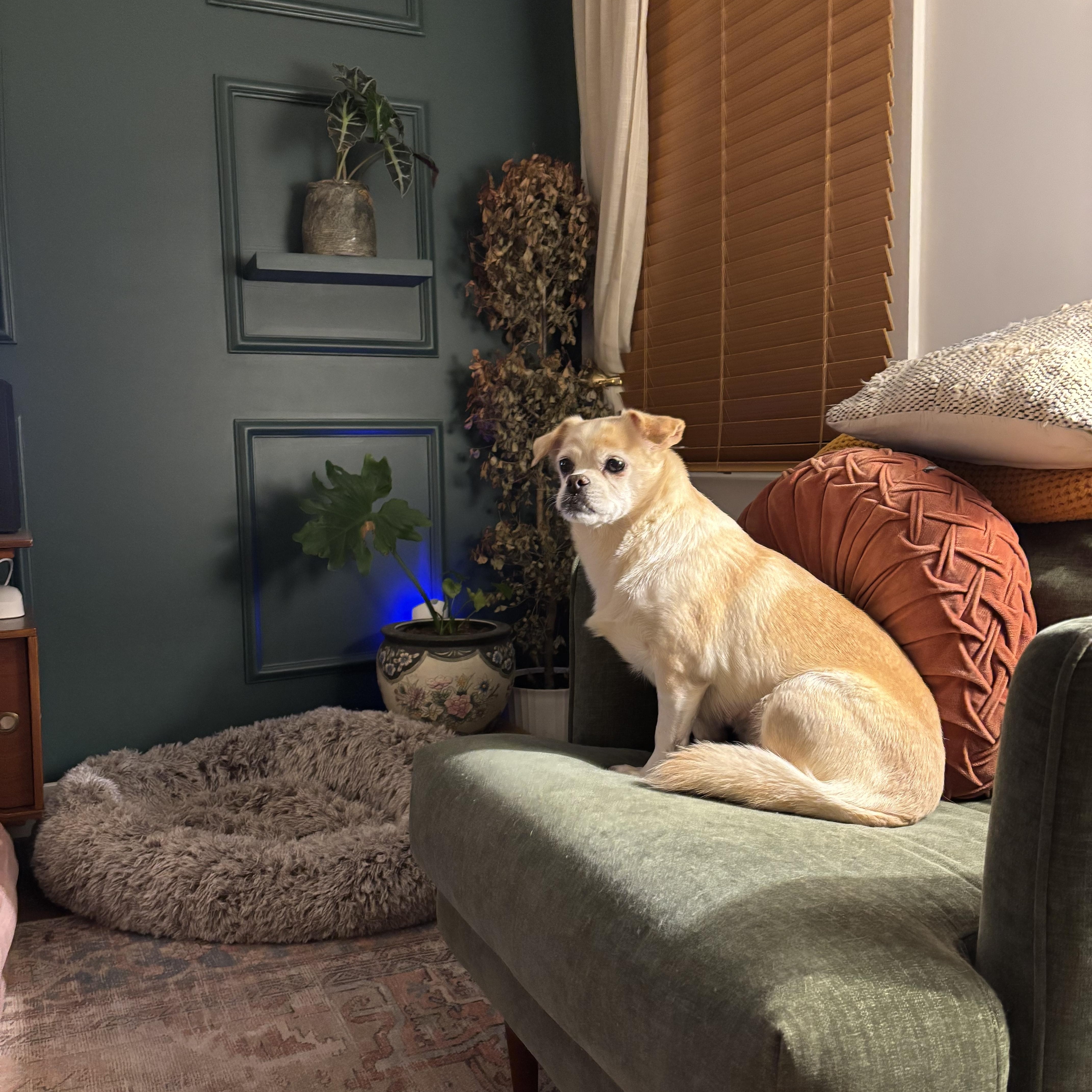 Muffin, a Adoptable Mixed Breed in Plainview, NY image 2/4