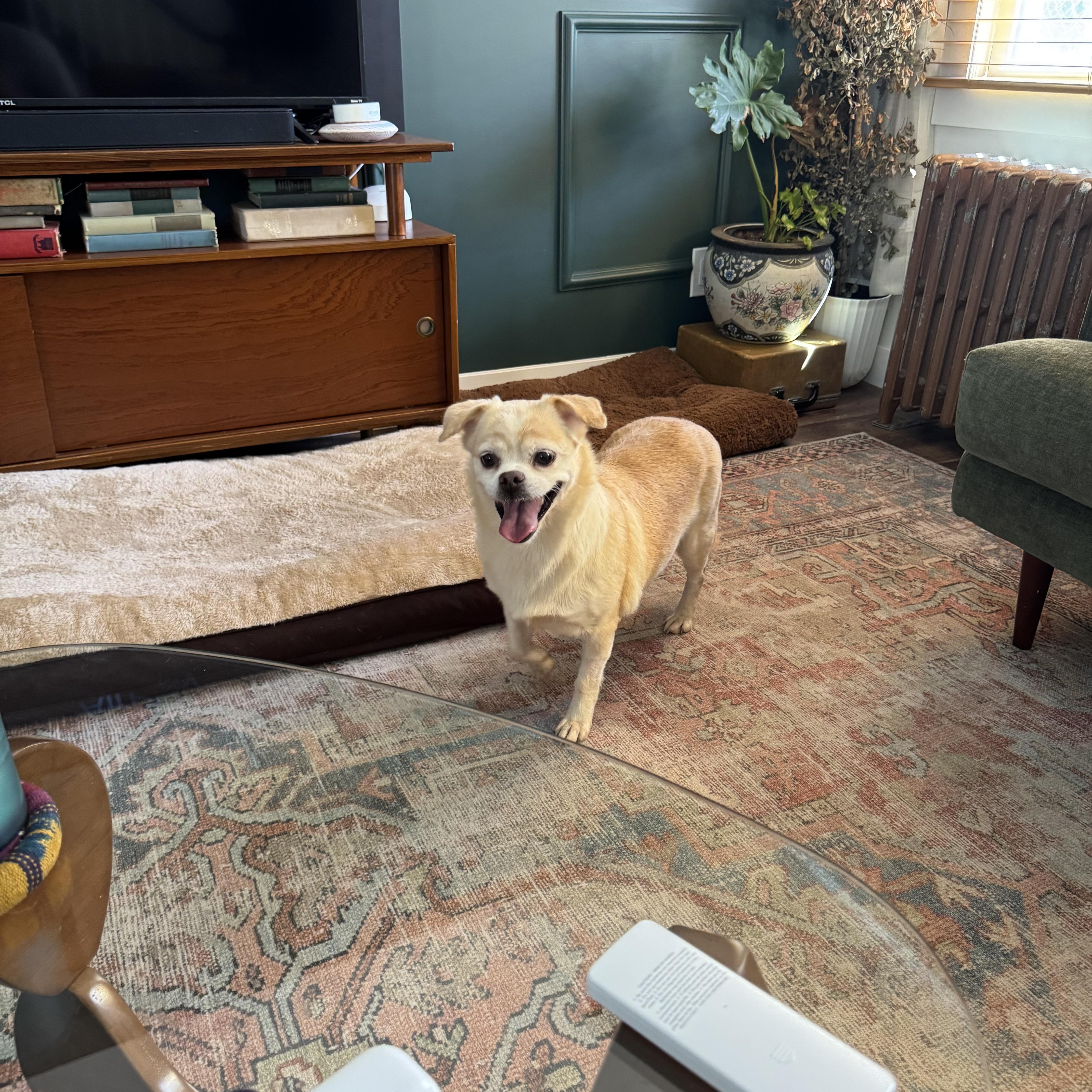 Muffin, a Adoptable Mixed Breed in Plainview, NY image 3/4