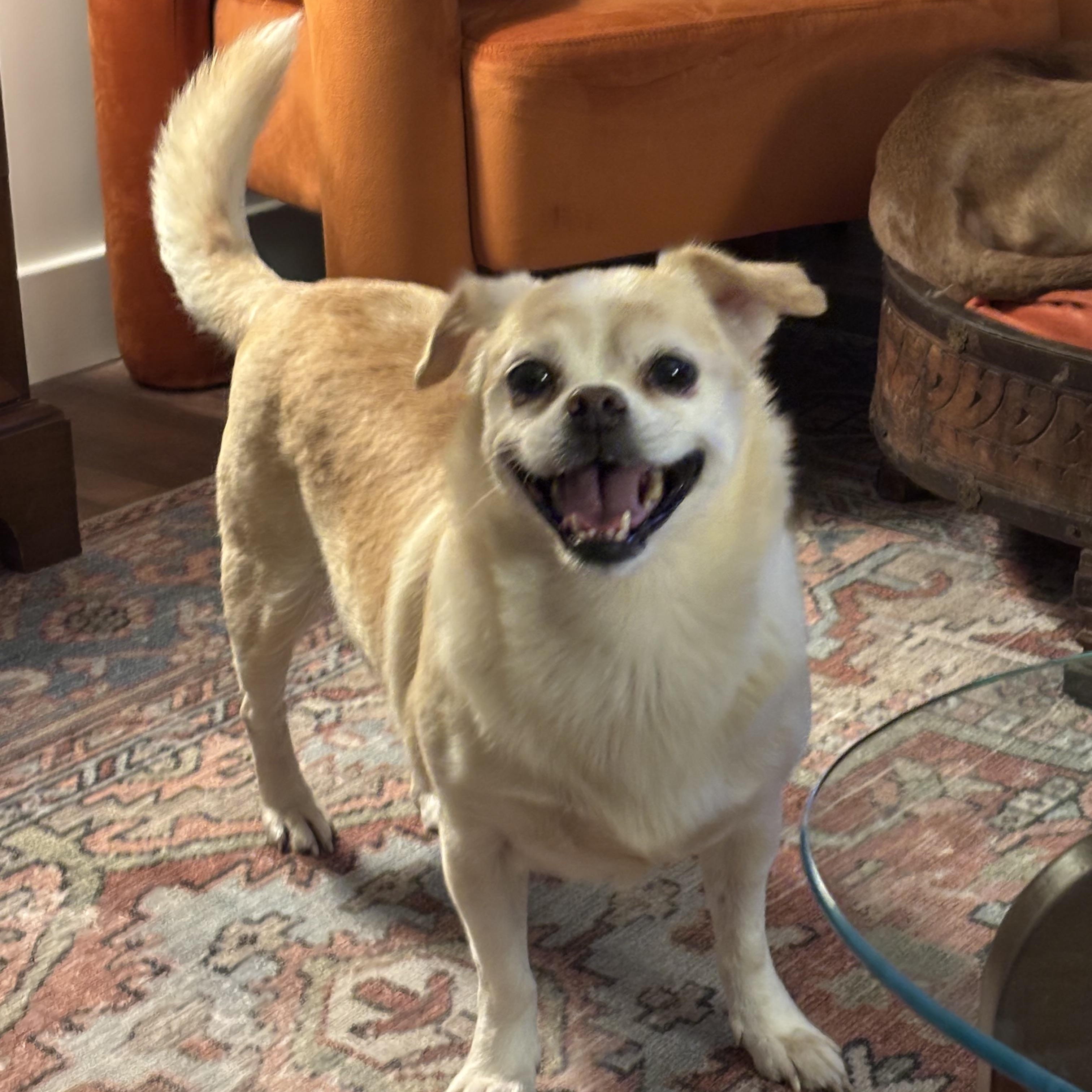 Muffin, a Adoptable Mixed Breed in Plainview, NY image 4/4