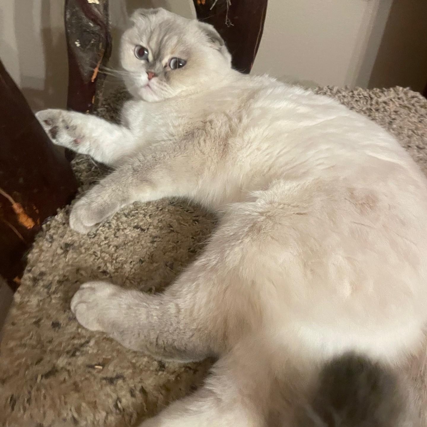 Enlarge Roxy, an adopted Scottish Fold in San Francisco, CA image 4/4