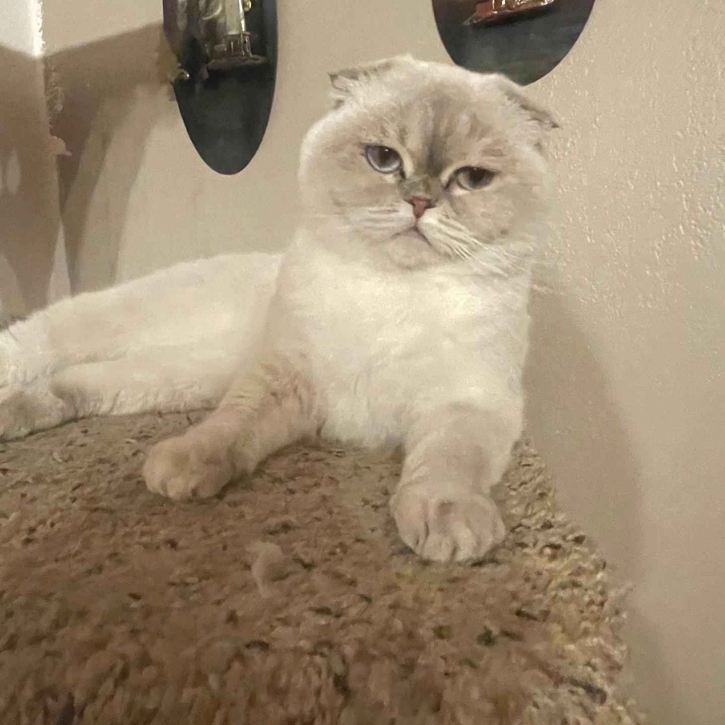 Enlarge Roxy, an adopted Scottish Fold in San Francisco, CA image 3/4