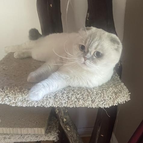 Enlarge Roxy, an adopted Scottish Fold in San Francisco, CA image 2/4
