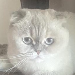Roxy, adopted, Young Female Scottish Fold.