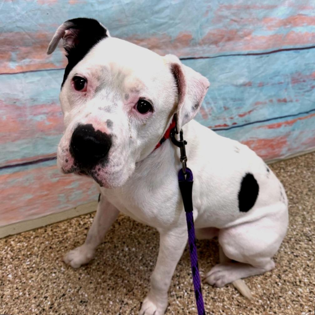 Enlarge Buck, a Adoptable Pit Bull Terrier in Cheyenne, WY image 1/4
