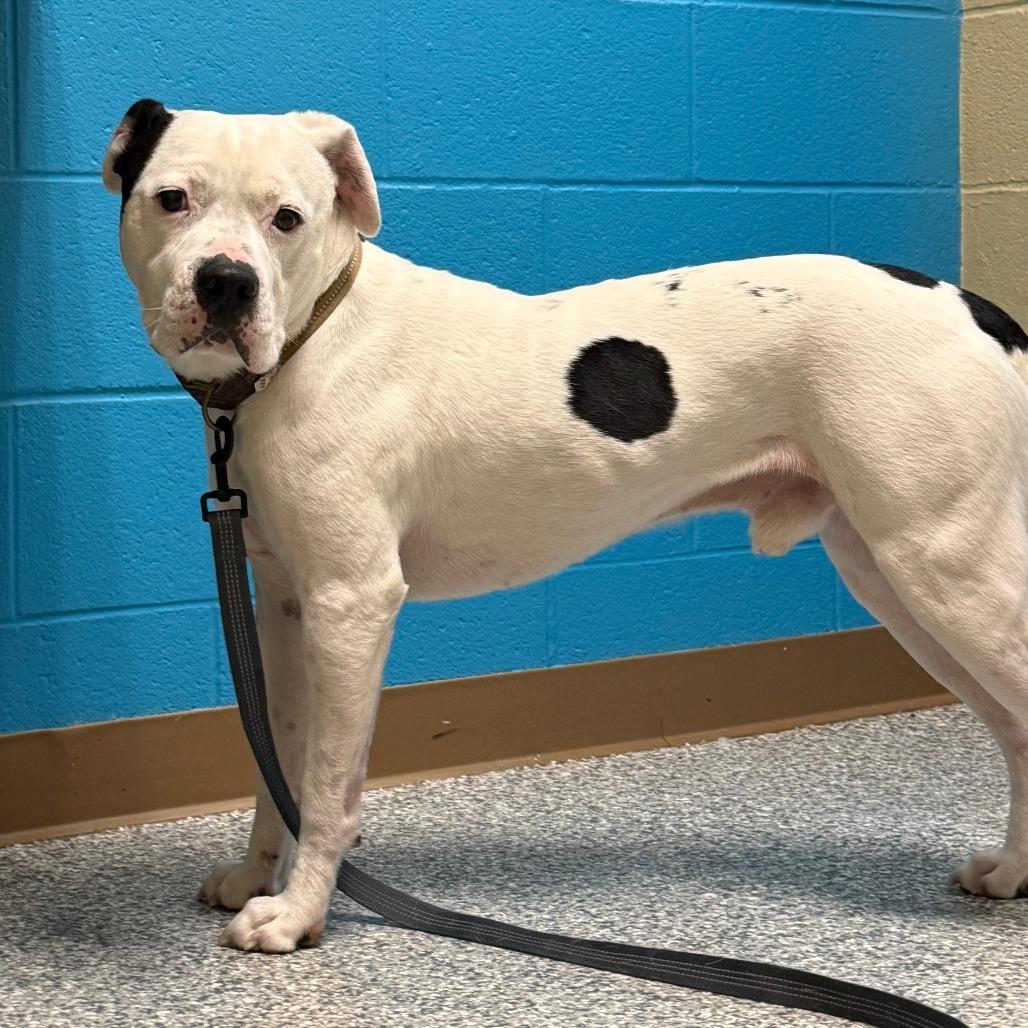 Buck, Adoptable, Adult Male Pit Bull Terrier.