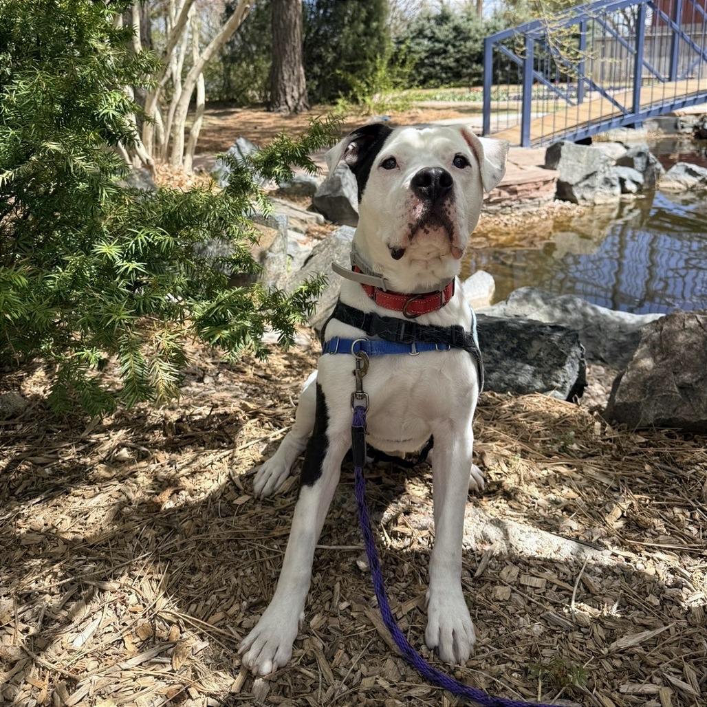 Enlarge Bologna, a Adoptable Pit Bull Terrier in Cheyenne, WY image 1/6