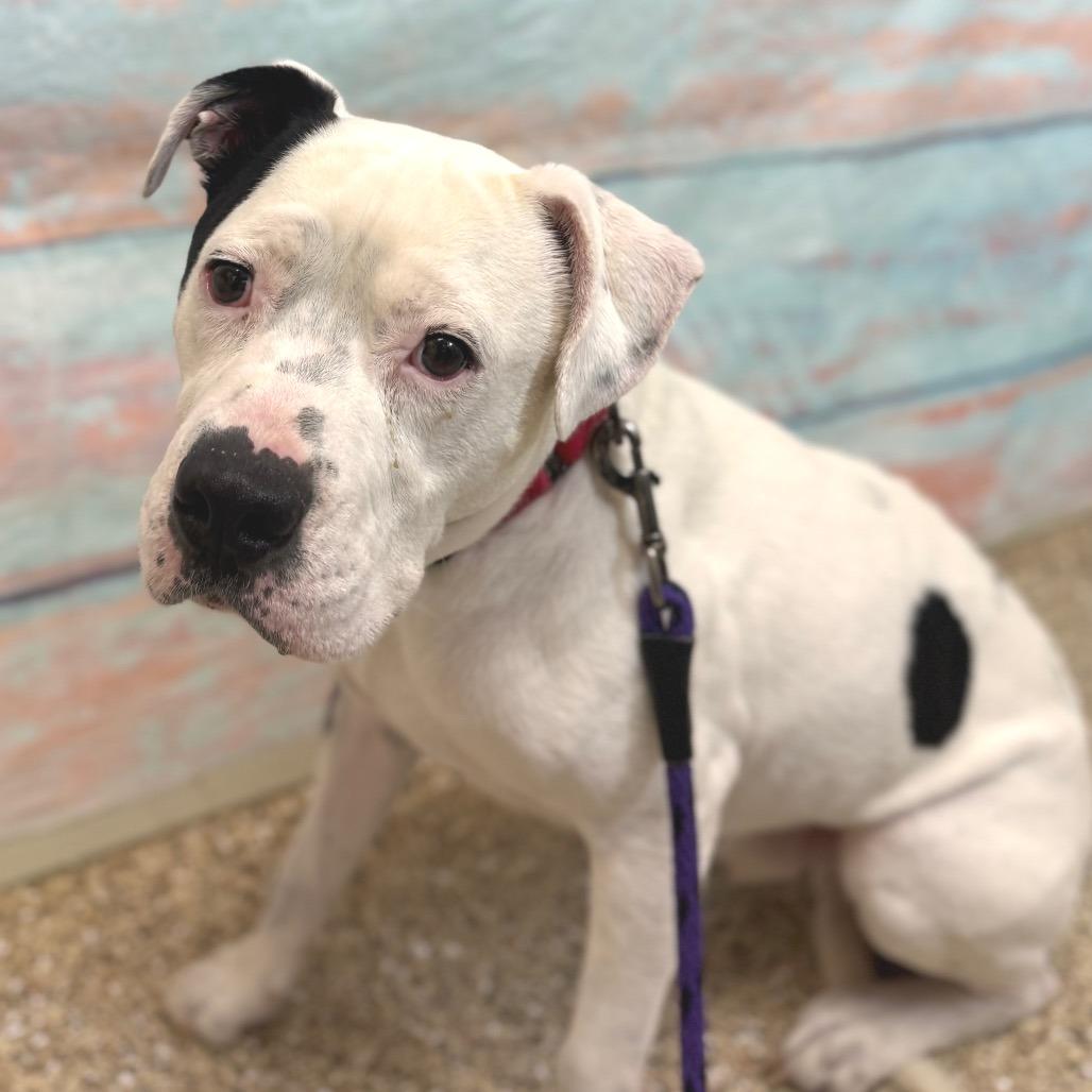 Enlarge Buck, a Adoptable Pit Bull Terrier in Cheyenne, WY image 3/4