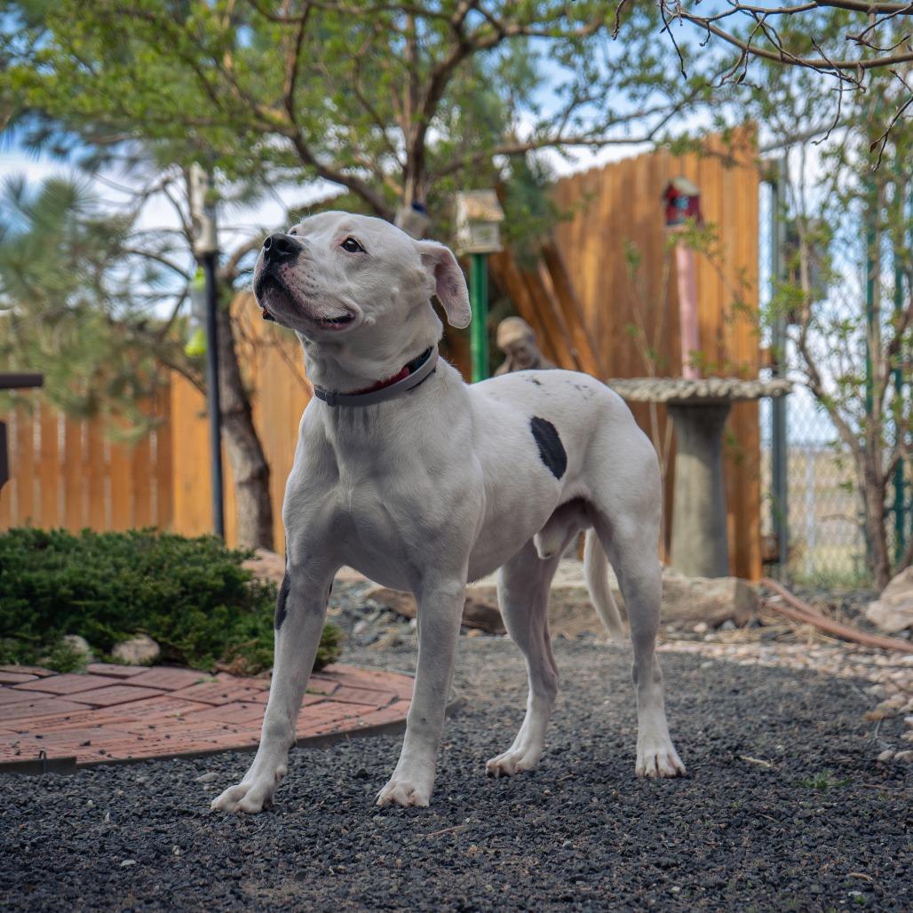 Enlarge Bologna, a Adoptable Pit Bull Terrier in Cheyenne, WY image 2/6