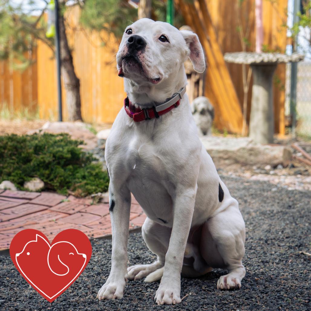 Enlarge Bologna, a Adoptable Pit Bull Terrier in Cheyenne, WY image 3/6