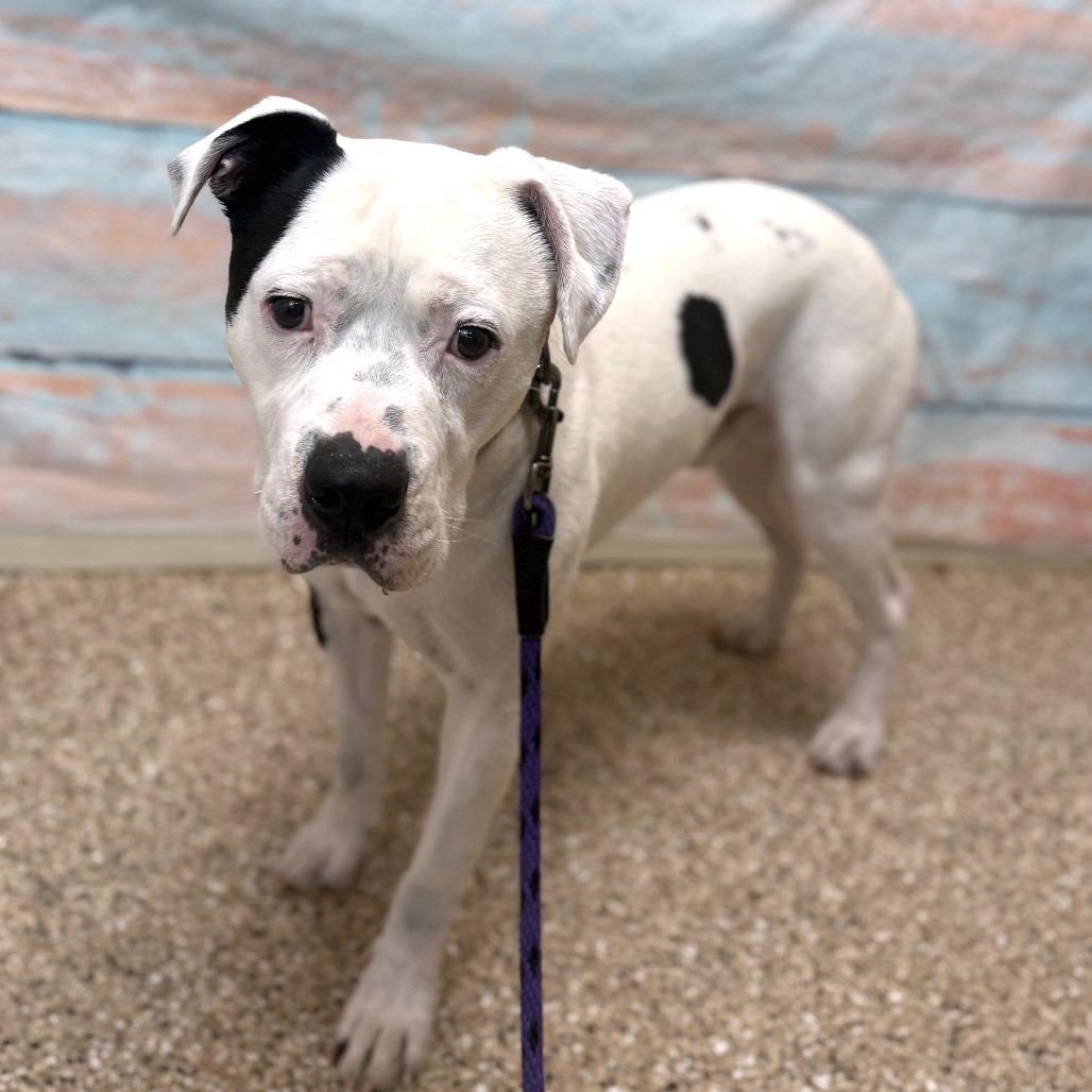 Enlarge Buck, a Adoptable Pit Bull Terrier in Cheyenne, WY image 4/4