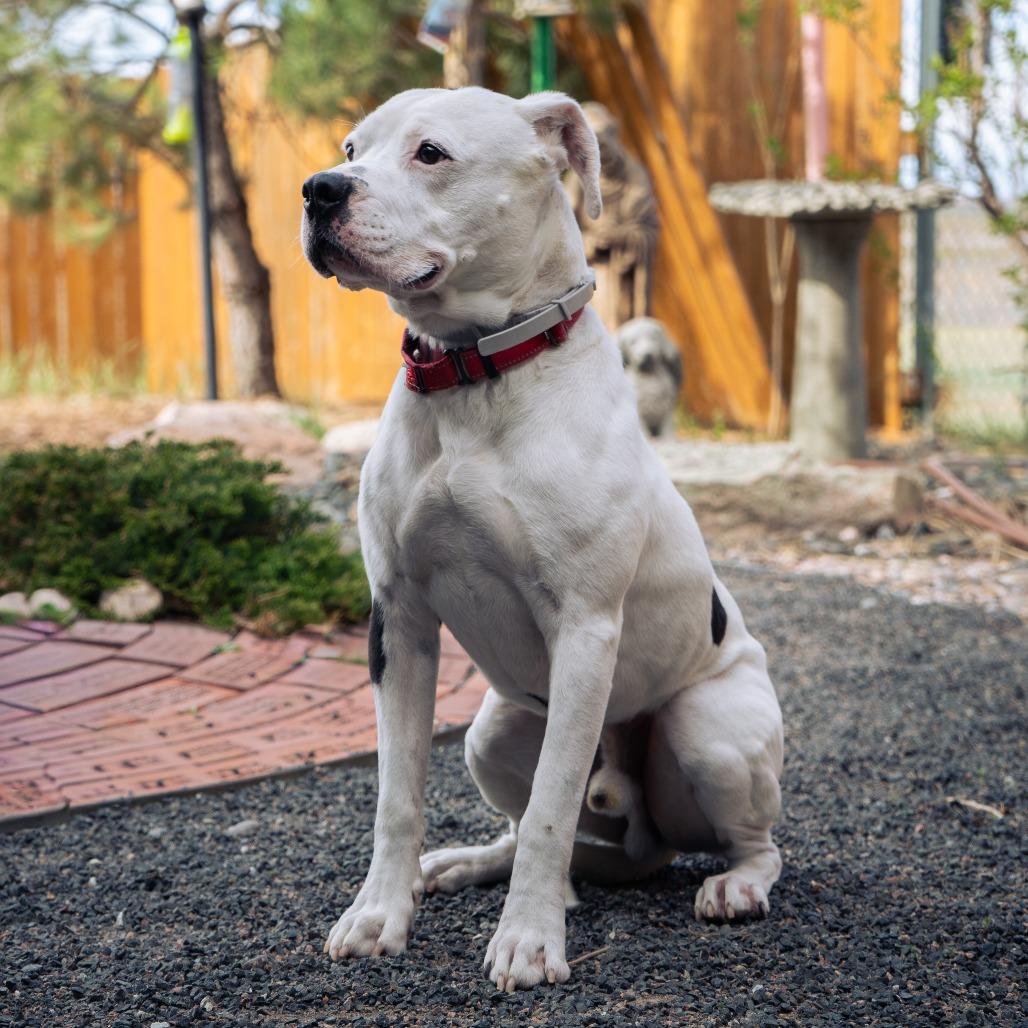 Enlarge Bologna, a Adoptable Pit Bull Terrier in Cheyenne, WY image 4/6