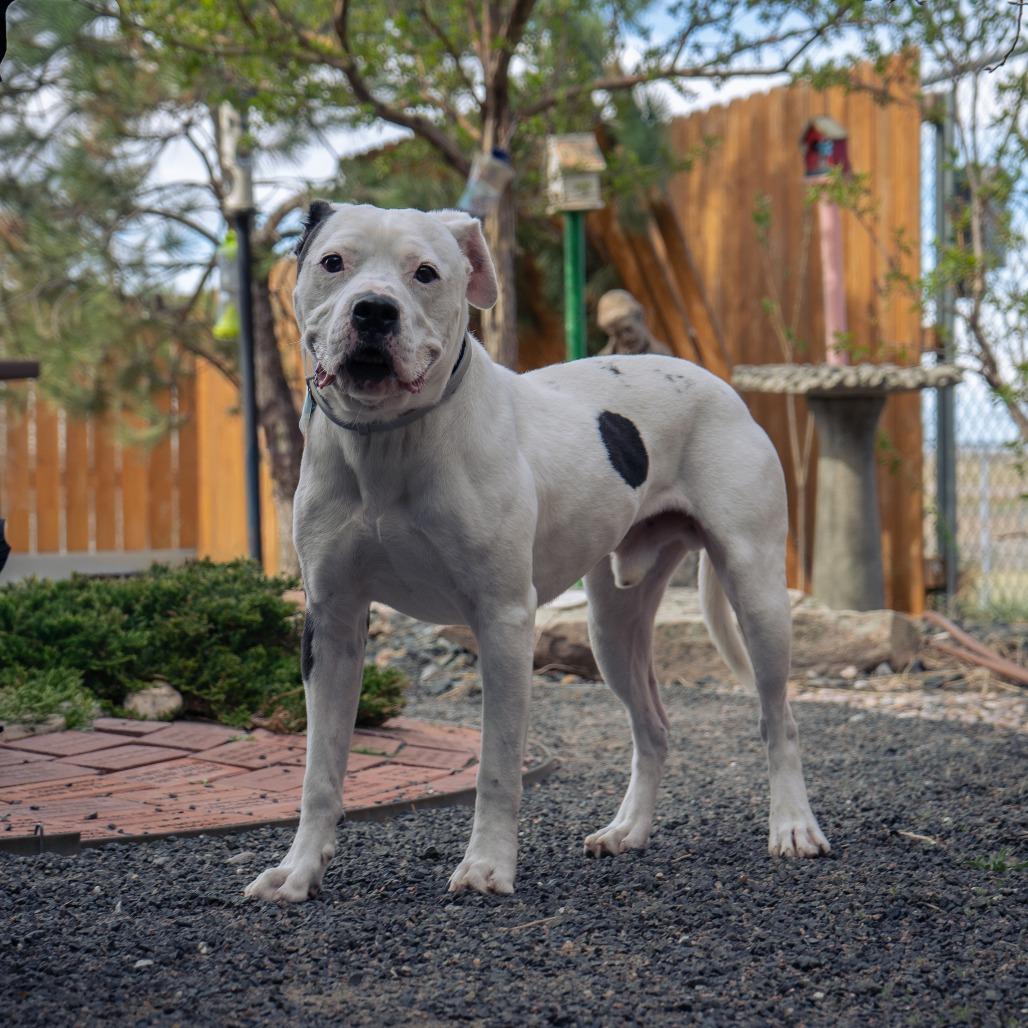 Enlarge Bologna, a Adoptable Pit Bull Terrier in Cheyenne, WY image 5/6