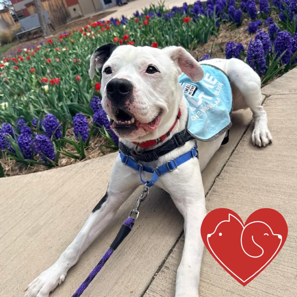 Enlarge Bologna, a Adoptable Pit Bull Terrier in Cheyenne, WY image 6/6
