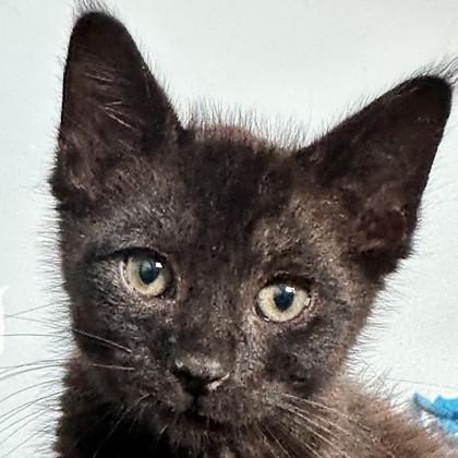 Star Test, Adoptable, Kitten Male Domestic Short Hair & Domestic Short Hair.