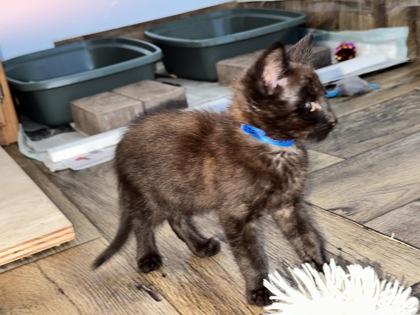 Star Test, a Adoptable mixed breed in Pleasanton, CA image 2/3