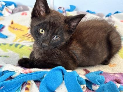 Star Test, a Adoptable mixed breed in Pleasanton, CA image 3/3