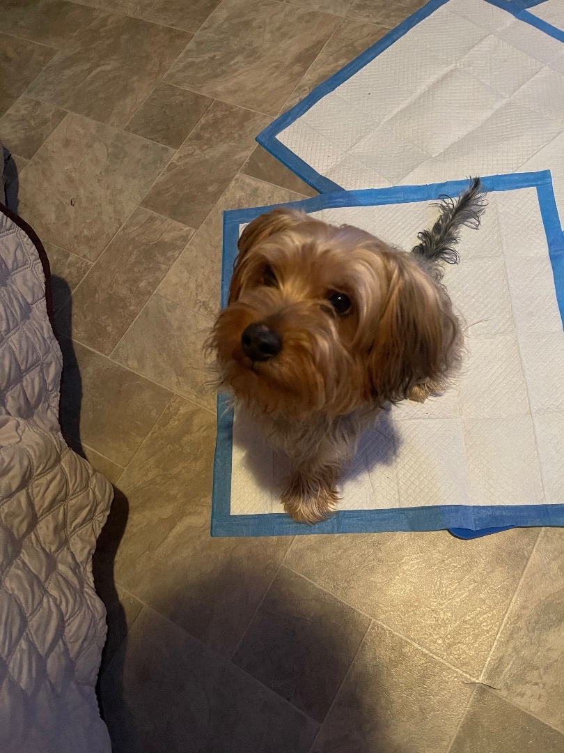 Brooklyn , a Adoptable Yorkshire Terrier in Brooklyn, NY image 1/14