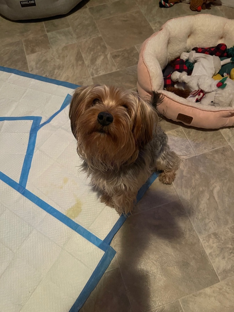 Brooklyn , a Adoptable Yorkshire Terrier in Brooklyn, NY image 2/14