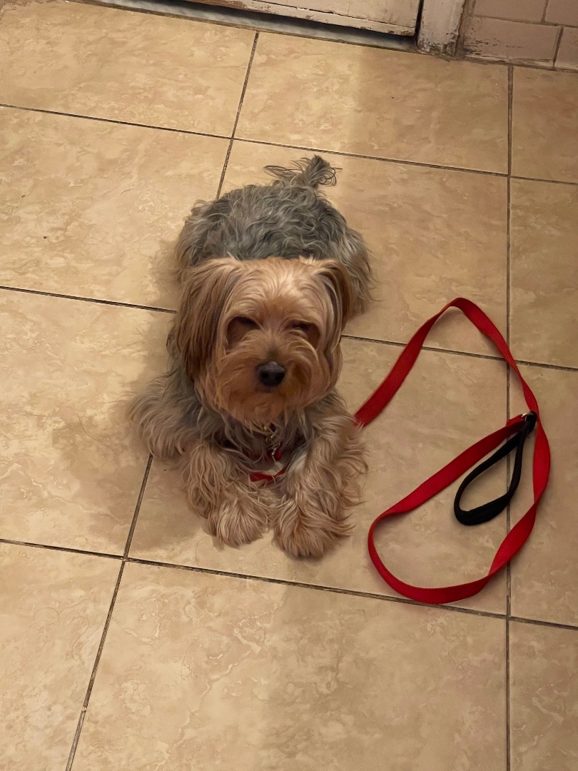 Brooklyn , a Adoptable Yorkshire Terrier in Brooklyn, NY image 3/14