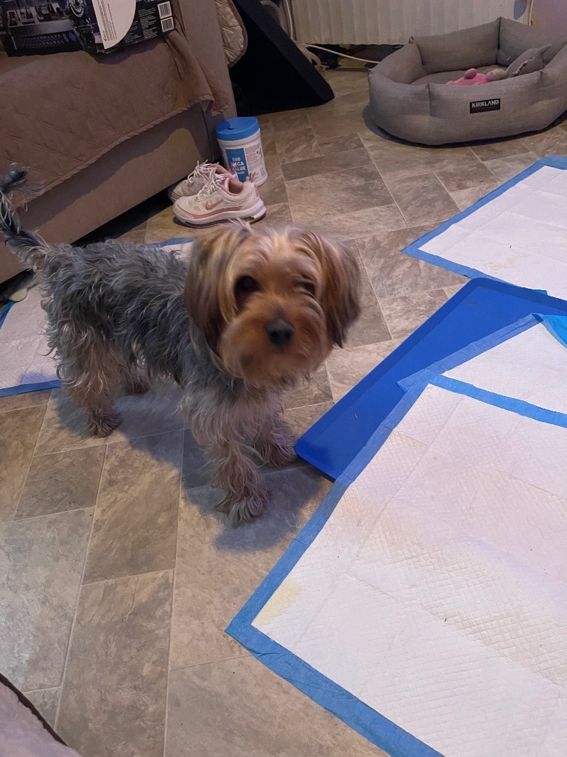 Brooklyn , a Adoptable Yorkshire Terrier in Brooklyn, NY image 4/14