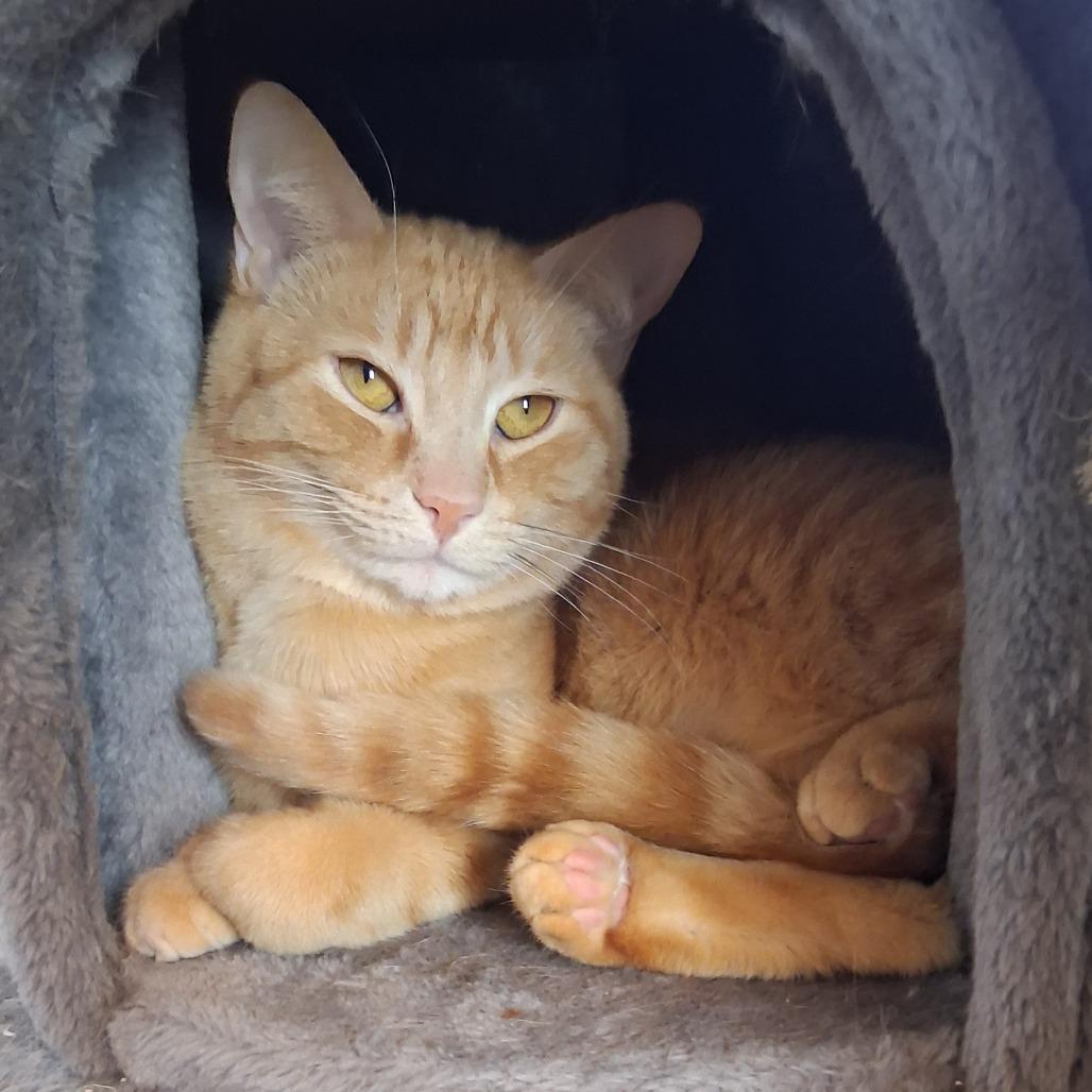 Enlarge Garner, a Adoptable Domestic Short Hair in Inver Grove Heights, MN image 1/6