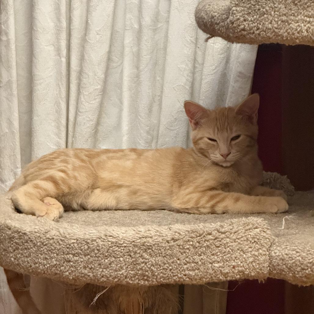 Garner, a Adoptable Domestic Short Hair in Inver Grove Heights, MN image 1/3