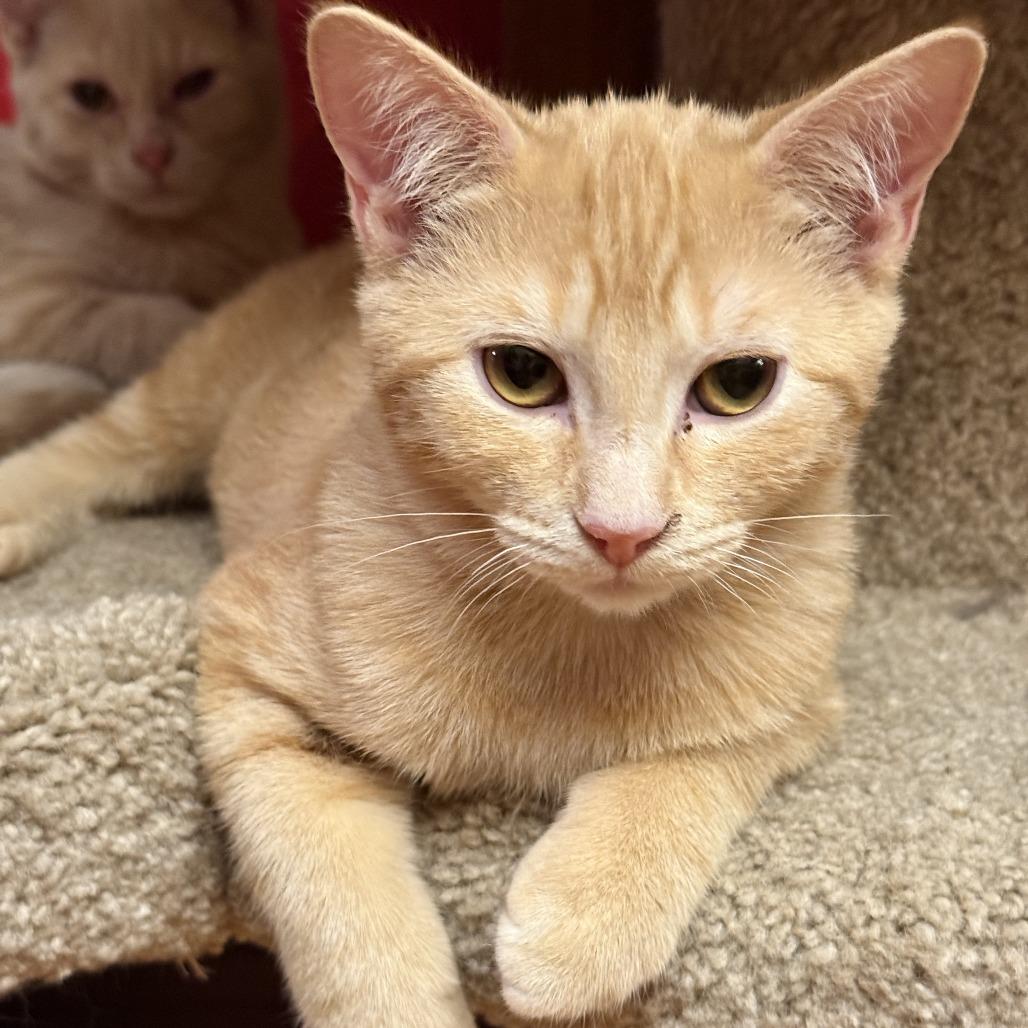 Garner, a Adoptable Domestic Short Hair in Inver Grove Heights, MN image 2/3