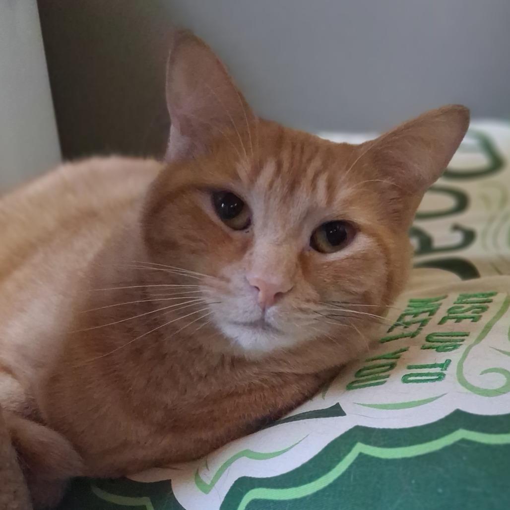 Enlarge Garner, a Adoptable Domestic Short Hair in Inver Grove Heights, MN image 3/5