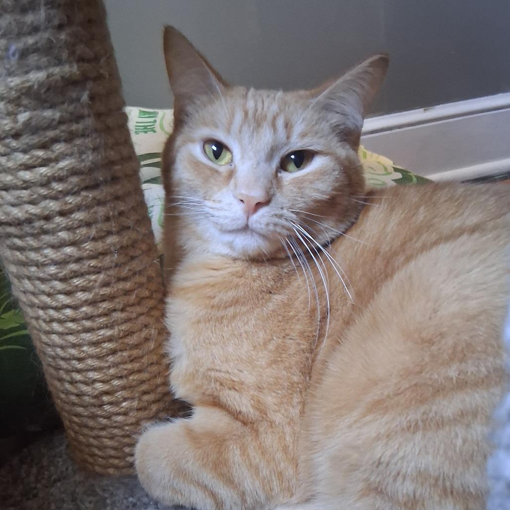 Enlarge Garner, a Adoptable Domestic Short Hair in Inver Grove Heights, MN image 5/5