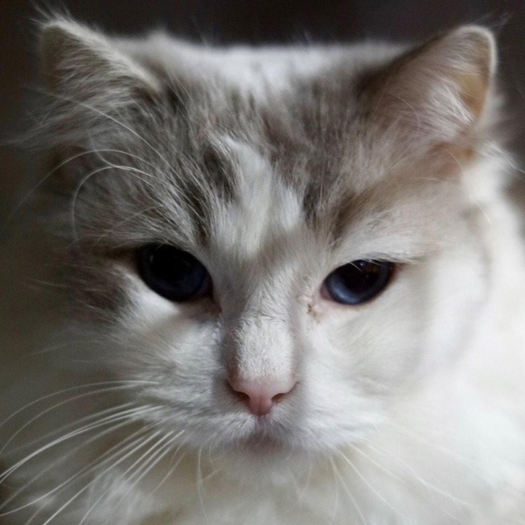 Stella, Adoptable, Adult Female Ragdoll.