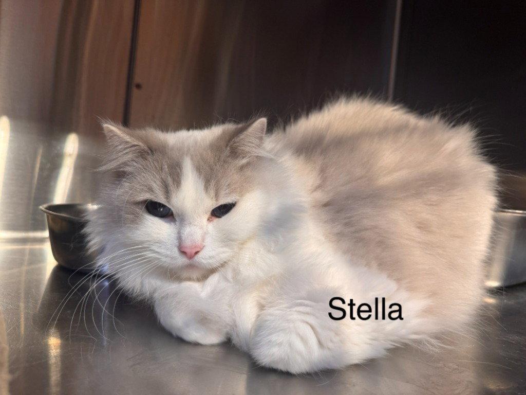 Enlarge Stella, a Adoptable Ragdoll in Saint George, UT image 2/2