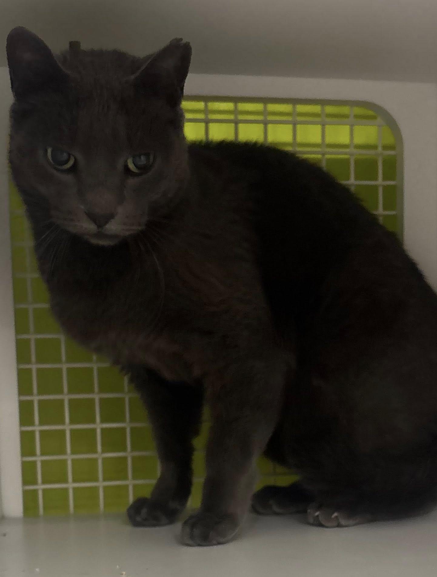 Percy, a ADOPTABLE American Shorthair in Lincoln Park, NJ image 2/2