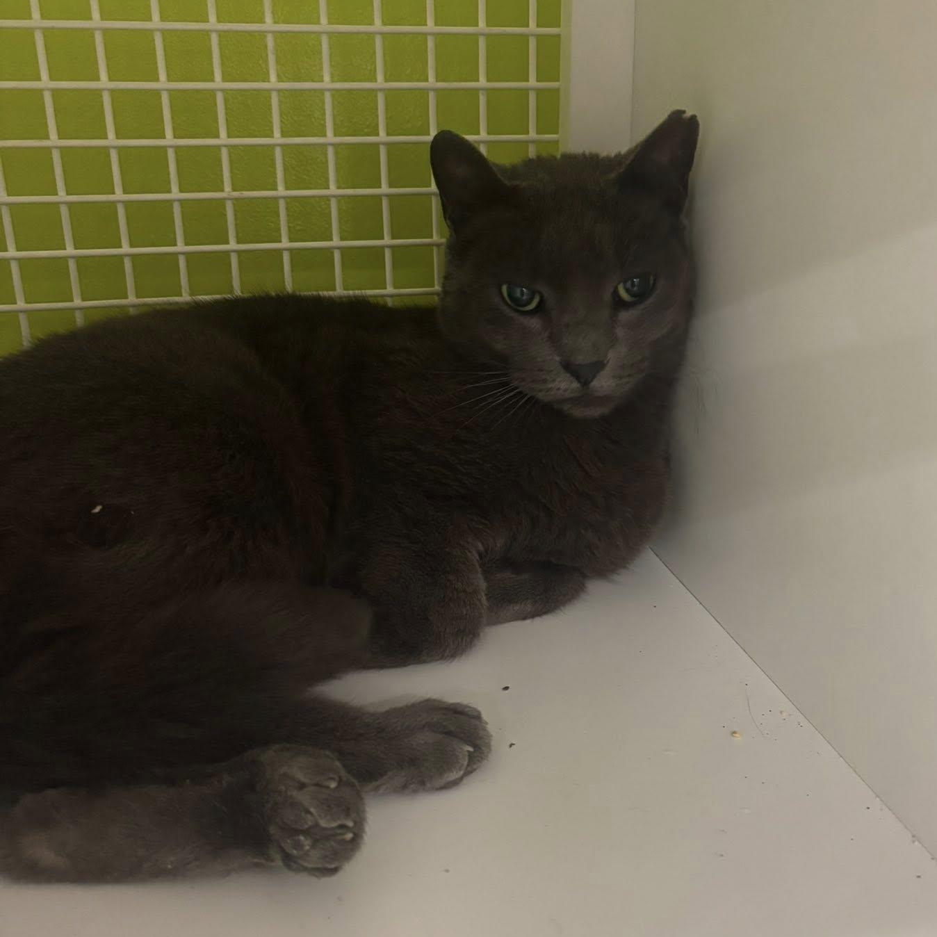 Percy, ADOPTABLE, Adult Male American Shorthair.