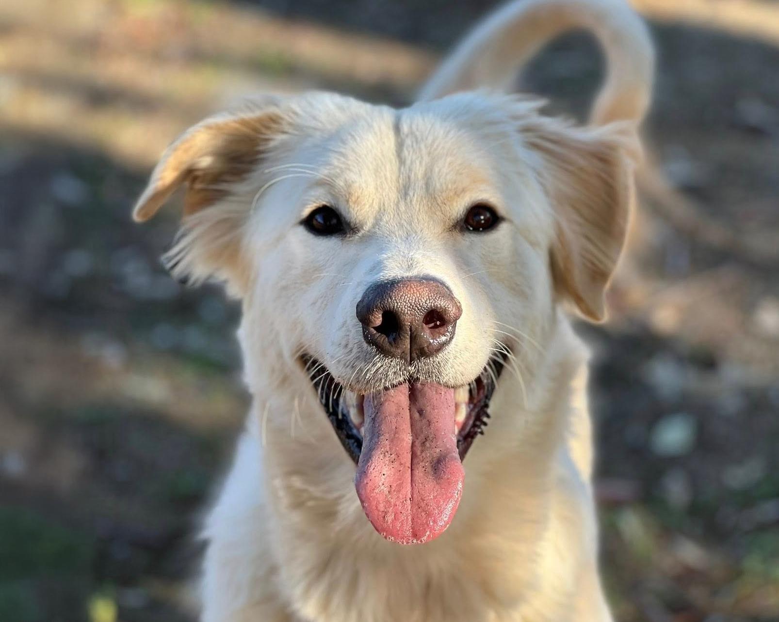 Pretzel, ADOPTABLE, Young Male German Shepherd Dog & Golden Retriever.
